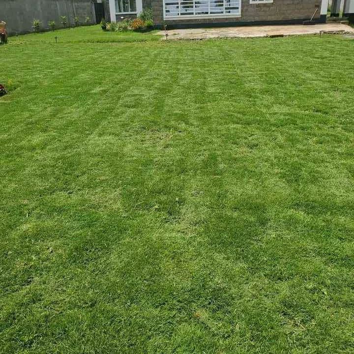 MV_crafts's tweet photo. The results of good landscaping from us. We love the lawns green.😃😃
Book us-0726595809
#MainaAndKingang Suluhu Jackie Matubia Zetech
#HistoricMiracles Mediate Davy Koech Raila and Ruto Bitok Sudan NHIF Sonko Kibe https://t.co/sFCU7B5FQa
