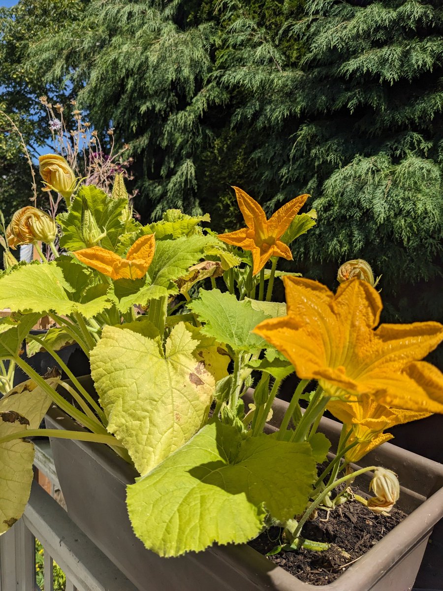 I love these flowers! They are some sort of #pumpkin but not sure if they will actually turn into the fruit... I am just enjoying the flowers