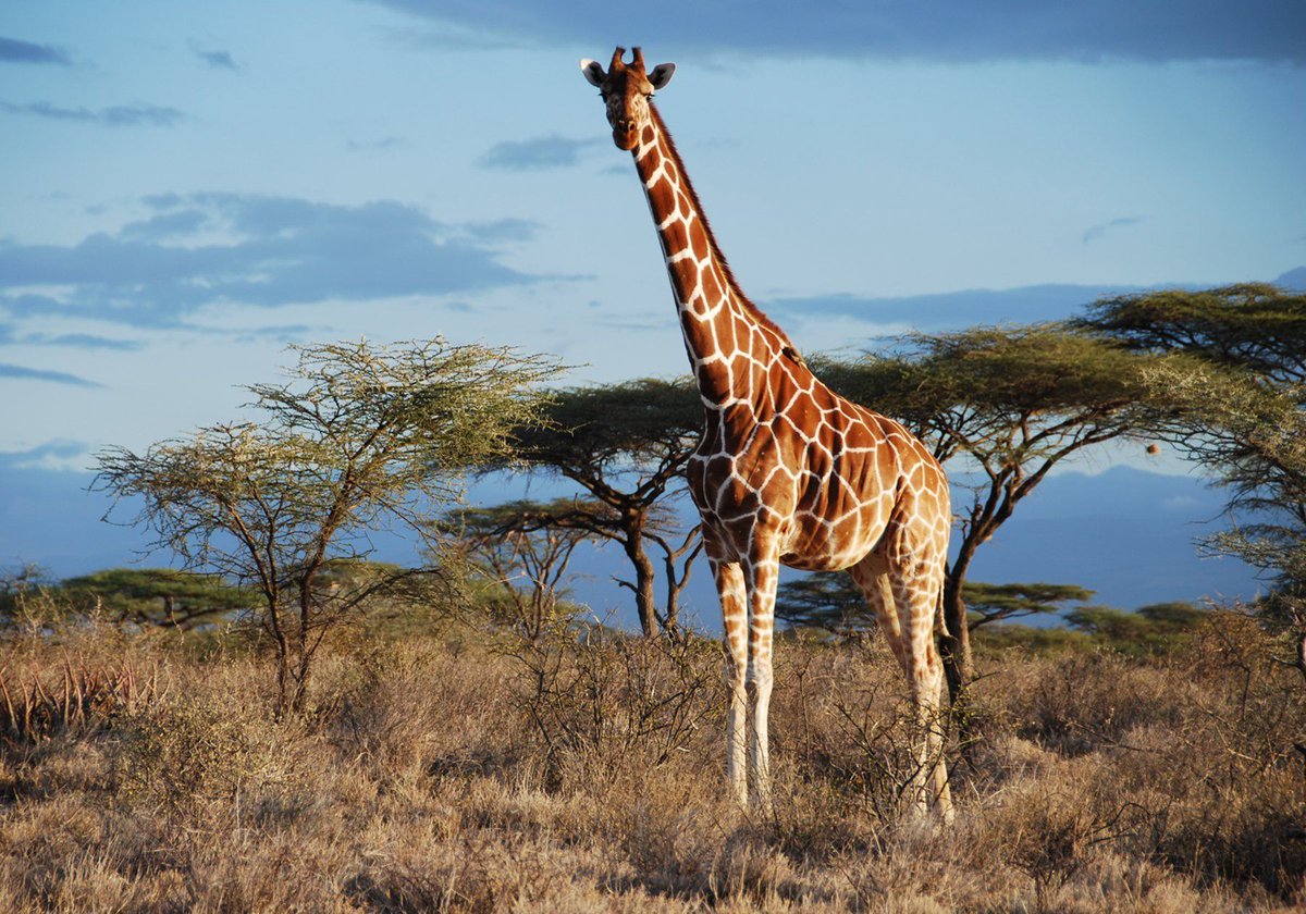 _GCS_'s tweet image. Thanks to the efforts of #conservation organizations and the Angolan government, 14 #Angolan #Giraffes have been #reintroduced to their historical homeland!

#rewildling #speciesreintroduction #conservationoptimism #LetNatureThrive Photo: Julian Fennessy 

npr.org/2023/07/11/118…