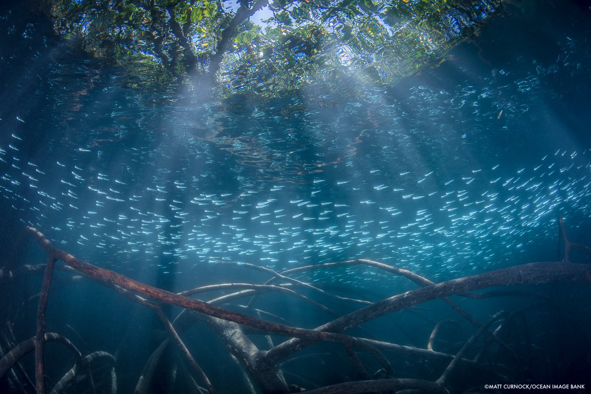 Today is #MangroveDay. These coastal ecosystems are invaluable as habitats, carbon storage, protection from storms and sea level rise, and more. We need them!
