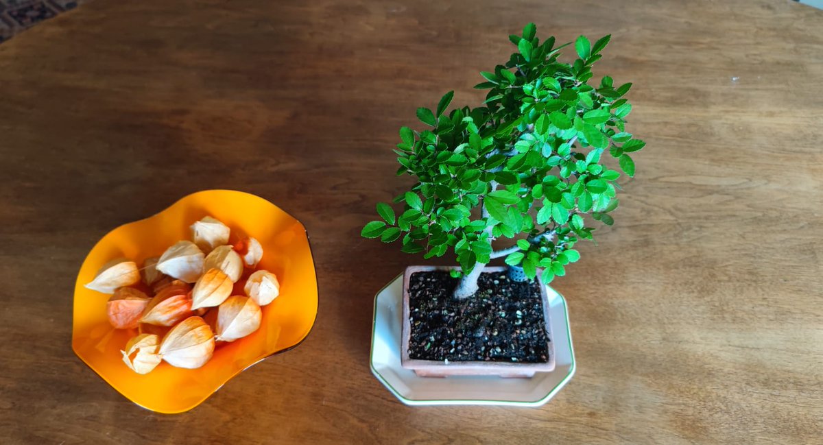 SergioAguinaga6's tweet photo. 🌳El Olmo chino de 3 años de @HitoProyecto @GrupoAMAS @nibaila2 @AytoLeganes , ya tiene dueños: Jaime y Amparo.

♥️ Gracias Ire por hacer un 🎁regalo tan bonito e inclusivo 🌱

👇¡Si quieres el tuyo mensaje por DM! 
📞 WhatsApp: 659463598
☁️ Wallapop: https://t.co/iKe4USrGUW https://t.co/kONQX0bJw4