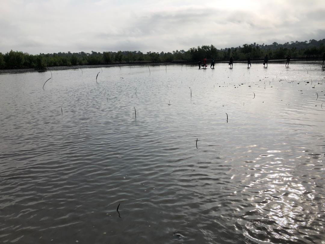 ShokelluT's tweet photo. Great to see #Conservation Society of #SierraLeone initiating restoration of the Yawri Bay #mangrove ecosystem: https://t.co/WQViHtATzX. Fits in well across July 26 - International Day for #MangroveConservation. #KeybiodiversityArea https://t.co/ltPk3ah4R4