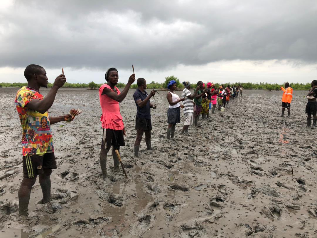 ShokelluT's tweet photo. Great to see #Conservation Society of #SierraLeone initiating restoration of the Yawri Bay #mangrove ecosystem: https://t.co/WQViHtATzX. Fits in well across July 26 - International Day for #MangroveConservation. #KeybiodiversityArea https://t.co/ltPk3ah4R4