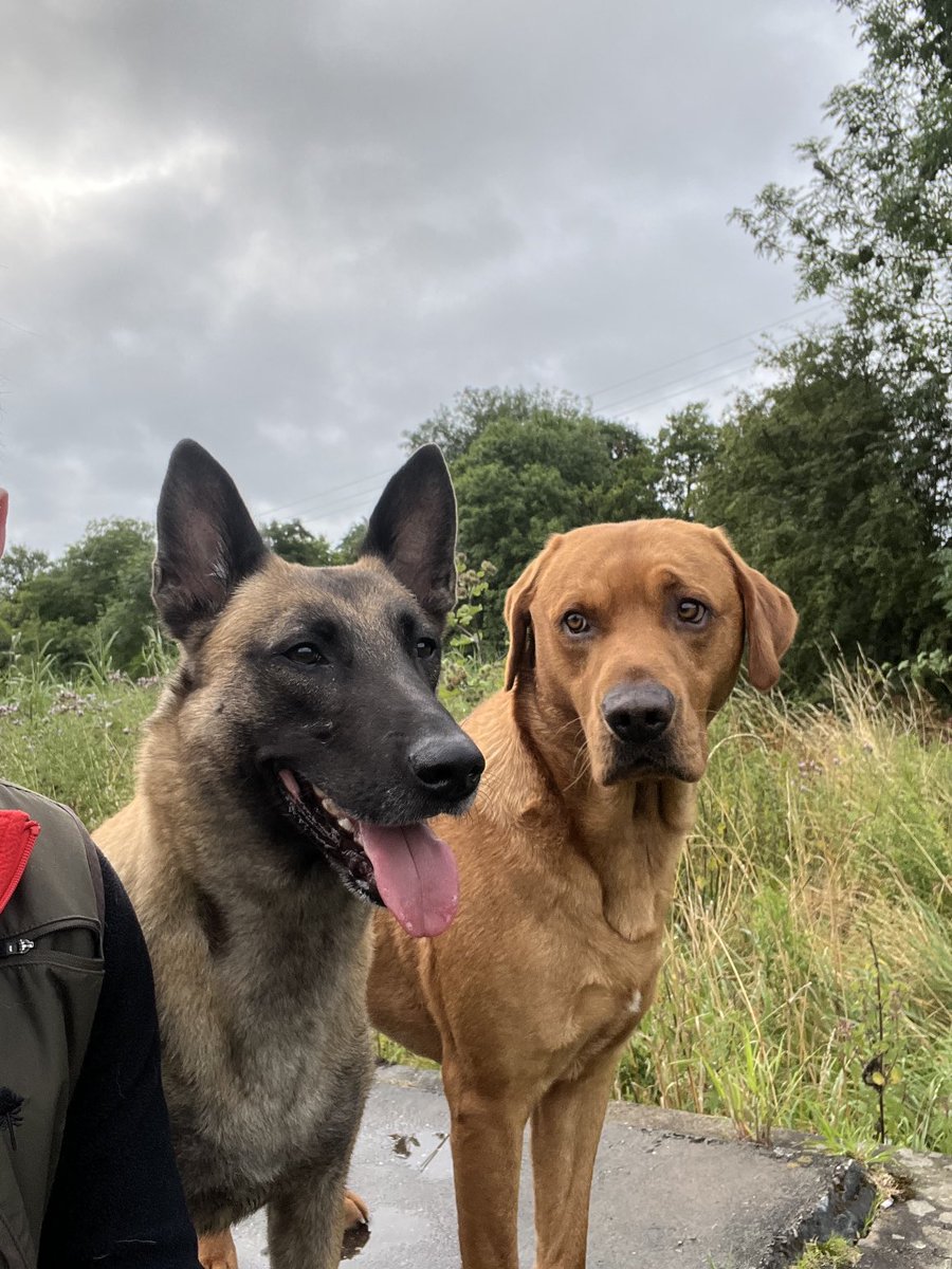 A loving look from Radars best mate while on a walk in the rain.
 Radar been of duty for past few weeks due to shoulder injury but back at it now, so will be more frequent tweets from know on