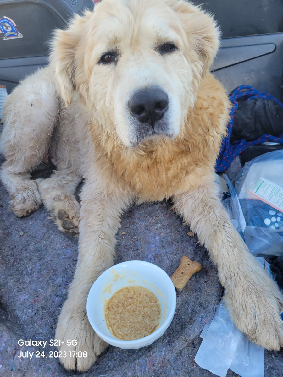 sampson_dog's tweet photo. Dusty, a 6 yr old, 120lb Great Pyrenees livestock guardian fell in a water filled hole needing 1st reponders help. During monsoon storms he went missing. The rancher believes he was defending a goat herd and chickens from a predator when he fell in the hole. Thankful he is safe! https://t.co/2eQBHpkT8C