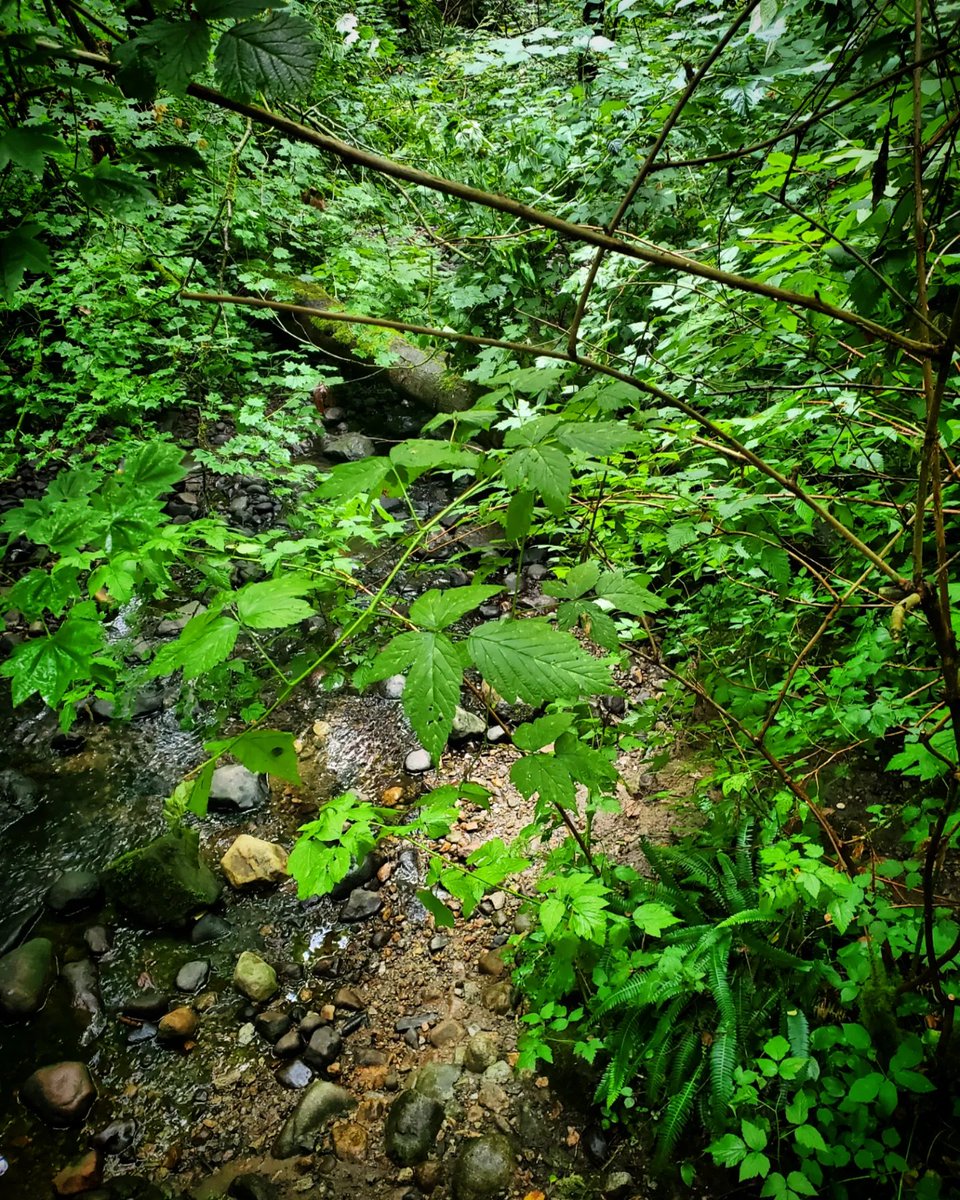 Yesterday, the ravine smelled a little like wet dog. I ❤️ the smell of wet dog.
🐕
#wetdog
#NorthVancouver 
#rainforest 
#Fantasywriter
#outdoornorthshore