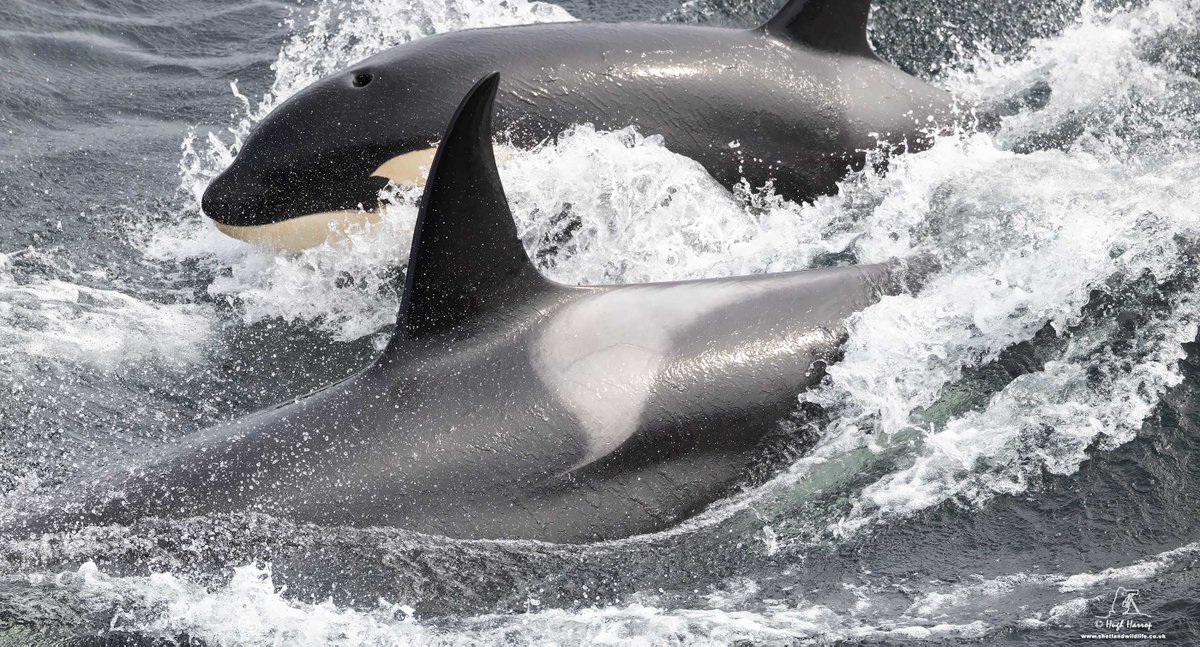 HughHarrop's tweet photo. To say that we had pretty amazing views of Orcas here in Shetland today is an understatement! Two females from the 65s pod brought their calves in the shallows and started hunting beneath our cliff top vantage point! Here is matriarch '65' aka 'Razor' and her calf born 2021/22. https://t.co/N4YmBTK5rd