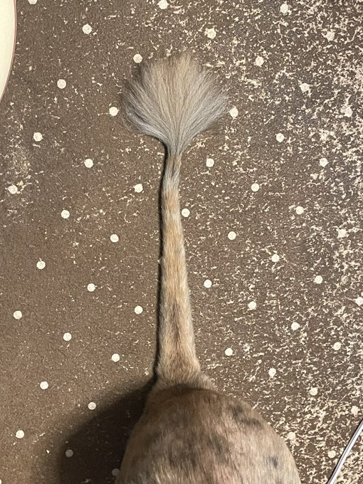 これはサマーカットされた長毛猫のシッポ。 