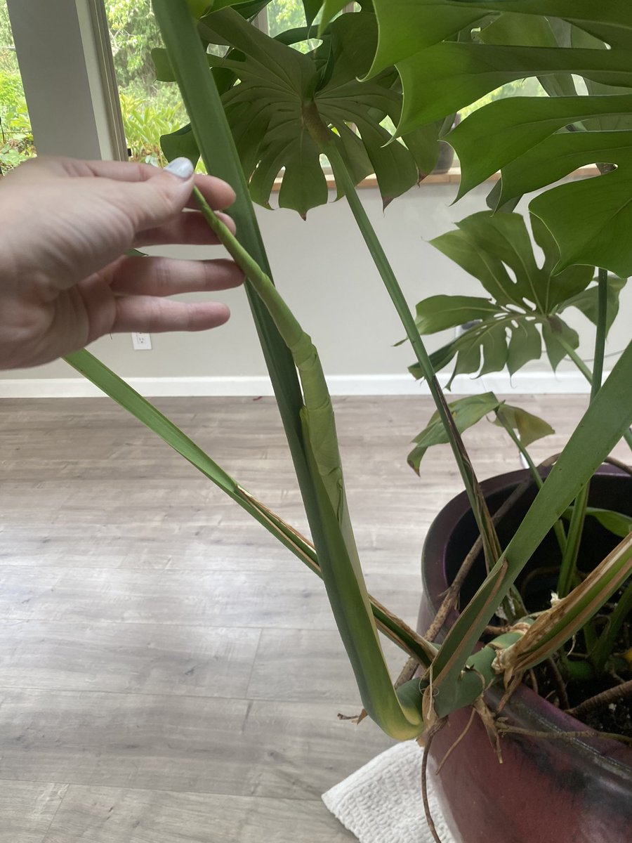 AlisonAtwell's tweet photo. Always an exciting day when you find a new leaf! (And here’s how the previous leaf is doing, for comparison)
#monstera #houseplants #leafwatch https://t.co/MHvltQ2ytV