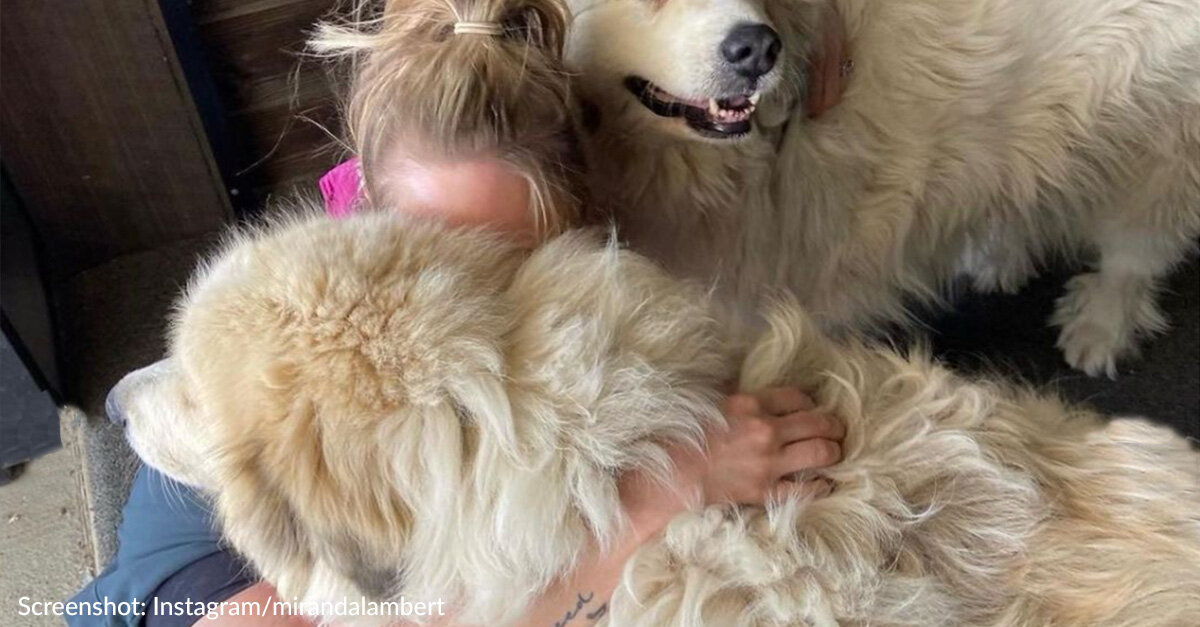 Miranda Lambert Says “Goodbye” To Her Beloved Dog Thelma In Emotional Post #AndyVermautLovesAnimals #RespectForEverythingThatLives https://t.co/sWBPuk9uCs https://t.co/uYiplXwfop