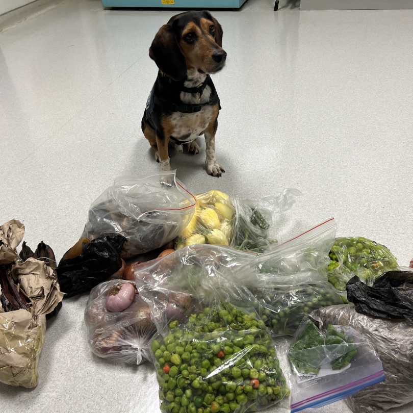 OFOEAC's tweet photo. Meet Marvel, an extraordinary @CBP K9 at Detroit Metropolitan Airport! For over a year, this four-legged hero has been a top-notch protector, seeking out prohibited agriculture commodities and keeping our borders safe, one sniff at a time! 🐶👃 

#WeeklyWoofs
#WorkingDogWednesday https://t.co/rX0L3DpaAg