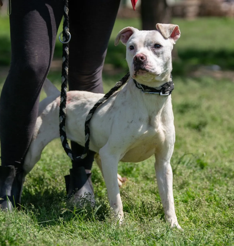 TRA_Tierschutz's tweet photo. Dogo Argentino Mischling Evita ist eine wunderschöne Dame die jetzt ein tolles Zuhause bei lieben Menschen sucht. Sie wurde auf der Strasse gefunden und möchte jetzt die Welt erleben. Zusammen mit dir? #tierschutz #hund #hundeliebe #hundeleben #AdoptDontShop #bestefreunde https://t.co/yvc4lMGP2u