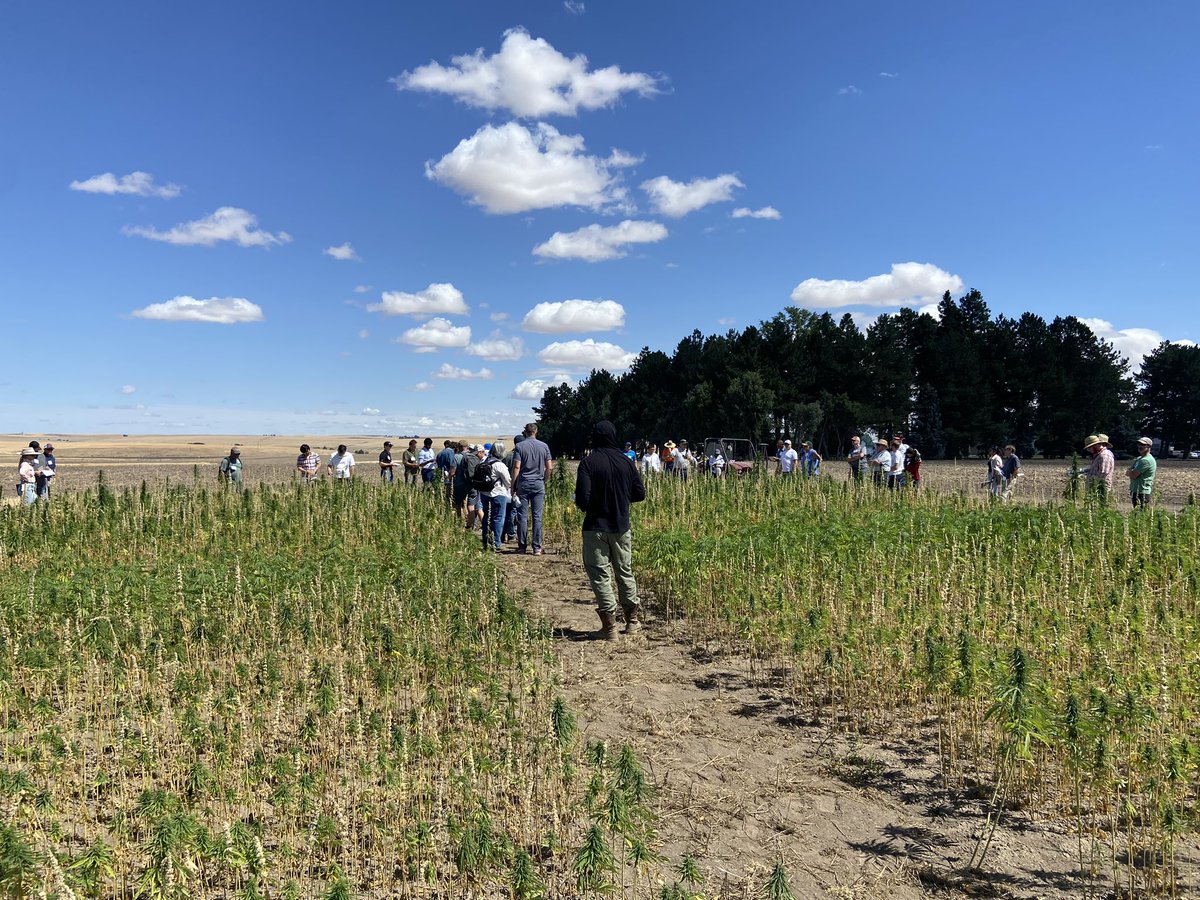 Ayer estuvimos recorriendo ensayos de cañamo para fibra, grano y CBD con Oregon State University.
Muy interesante ver q están haciendo aunque hay un largo camino por recorrer en este cultivo.