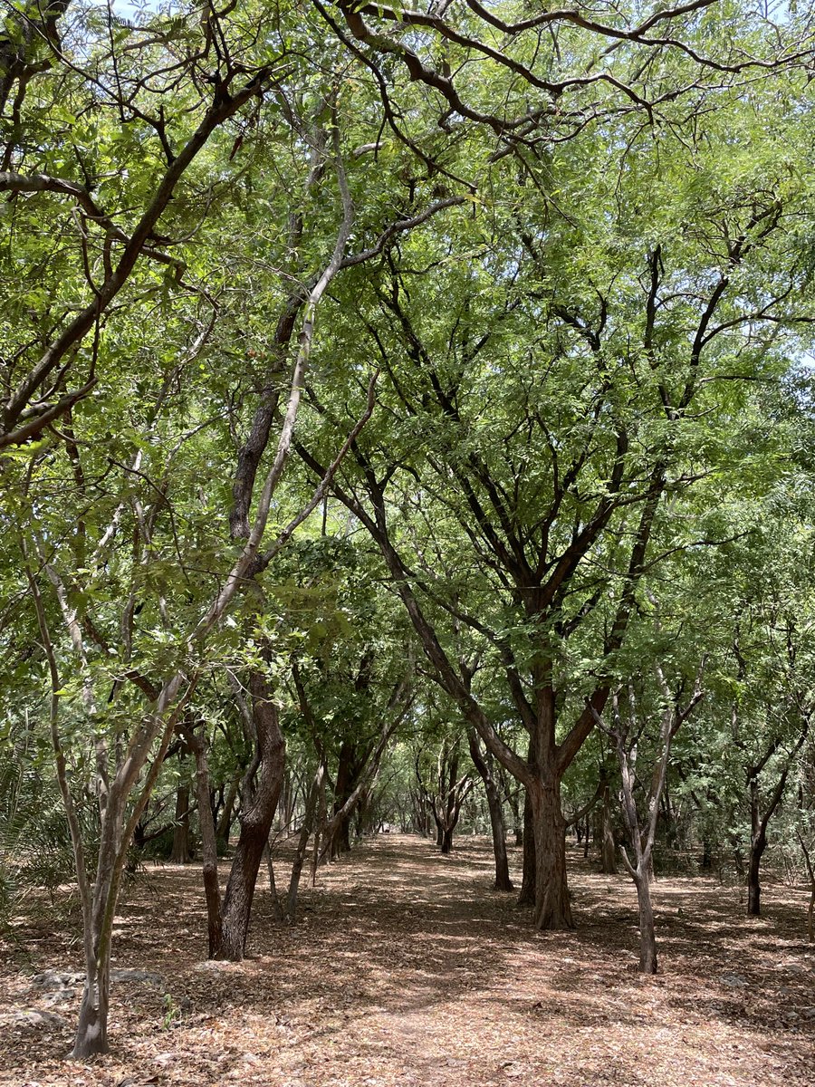 Dense man made forests in a very challenging environment in kallankadu, #Rameswaram. Good work done by #tnforest well before modern techniques like miyawaki came into wide practice. #Ramnad #Ramanathapuram