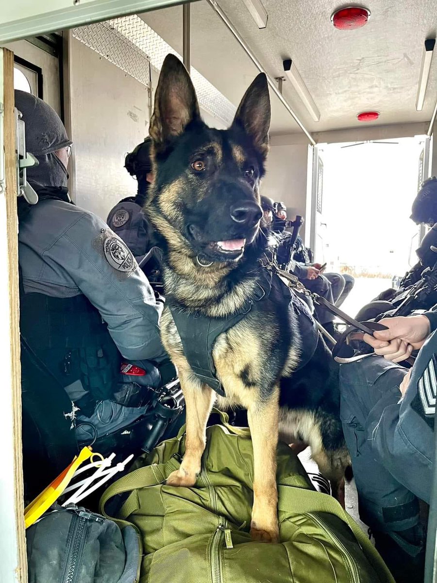 ALERT_AB's tweet photo. We send our deepest condolences to the @torontopolice and @TPSK9  after the tragic loss of PSD Bingo, who was killed in the line of duty Tuesday night. We will keep Bingo's partner, Sgt. Brandon Smith, as well as his family, in our thoughts. Thank you for your service, Bingo. https://t.co/PSjhzhWbZQ