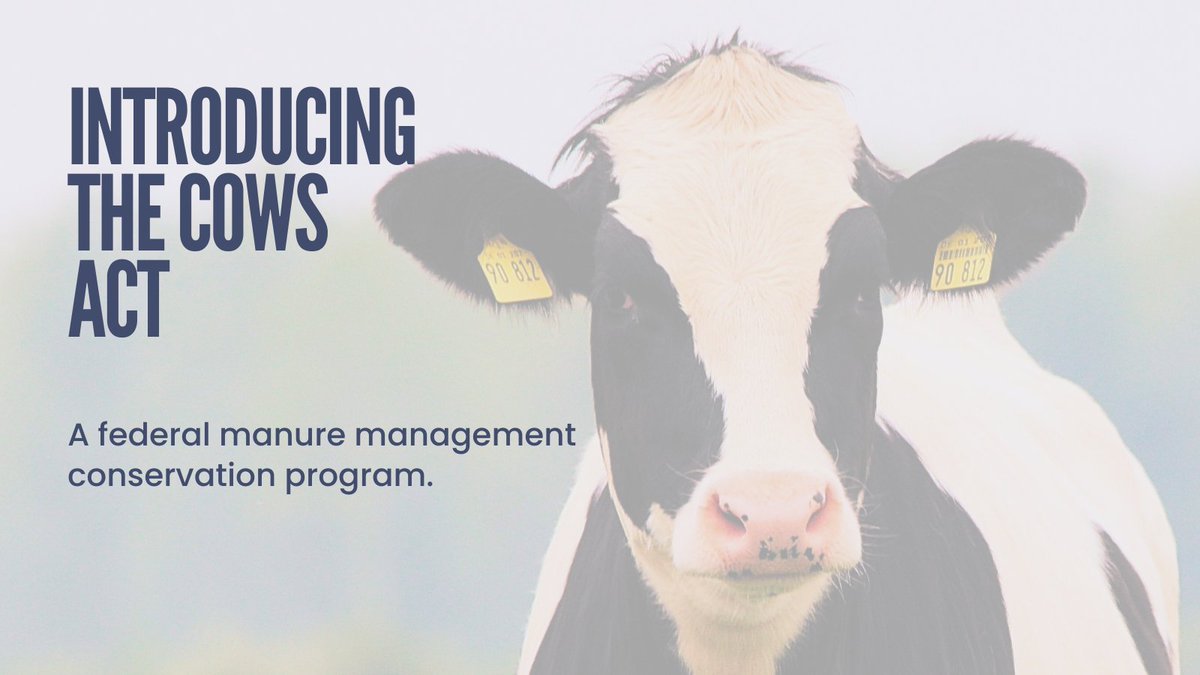 sustainableag's tweet photo. 📢 Introducing the #COWSAct! 🐄 A manure management conservation program introduced by @SenAlexPadilla, @SenSherrodBrown, @RepJimCosta @RepDavidValadao & @chelliepingree! 👏 🧵 #FarmBill #manuremanagement #AMMP #USDA #CDFA
https://t.co/hXk4eZAmRq https://t.co/xszqzMxzMp