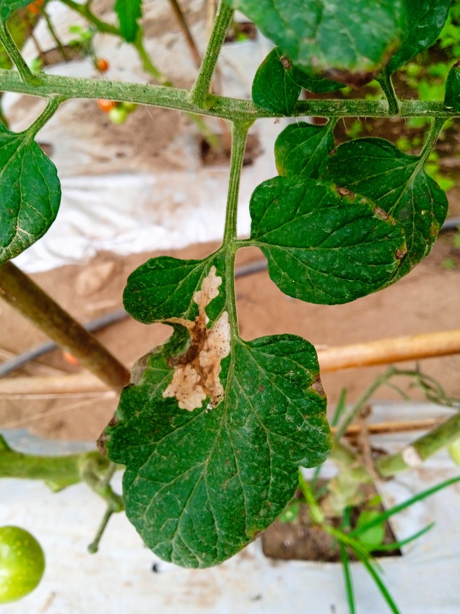 Damage symptom of Tuta in leaf of tomato.