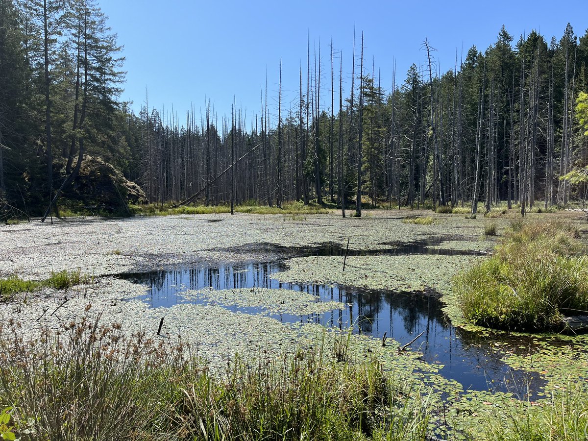 travels_galaxy's tweet photo. 🇨🇦 Smugglers Cove Provincial Park, Sunshine Coast, British Columbia
It was our first time exploring this part of the world; we found a couple great hiking spots like this one with forests, marshes & oceanfront views. Amazing!
#travel #explorebc #letsgoadventuring https://t.co/7UNR776dFD