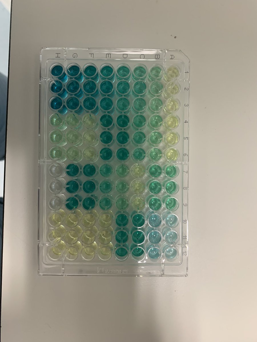 Pretty, colorful ammonia assay… when it works. Took some tweaking to get it to work well in seawater!

#physiology #aquaculture #seawater #marine #laboratory #prawns #biology #science #ammonia #sustainableaquaculture