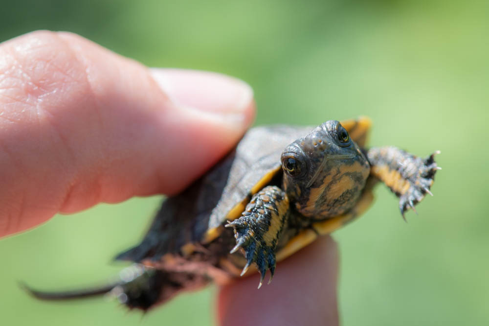 11 tiny northwestern pond turtles (including this little beauty) are busy snacks-ing and relaxing in our conservation lab, where they’ll be cared for until they're big enough to be released to the wild.