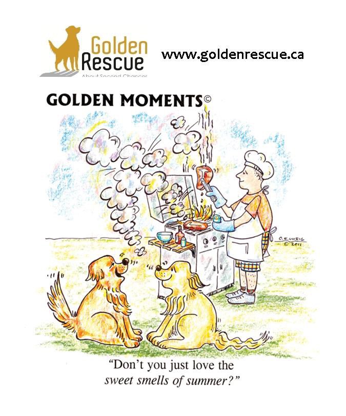 We all hope you are enjoying your summer!  Nothing beats a nice BBQ'd meal at home with friends and family.

#goldenretriever #secondchances #IChoseToRescue #adoptdontshop #rescuedog #rescue #rescued #adopteddog #bekind #enjoy #goldenhour #rescuedogsofinstagram #donate #gooddog