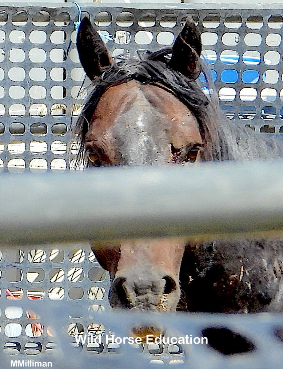 WildHorseEdu's tweet photo. 2 more die at the Antelope Complex roundup. Both cited as "left eye" blind or missing. >> https://t.co/nRuh5YaW3M
Since July 9, 21 wild horses have died onsite.
5 cited as "blind in one eye."
More at blue link. 
#wildhorses https://t.co/5GK8xvYiQj