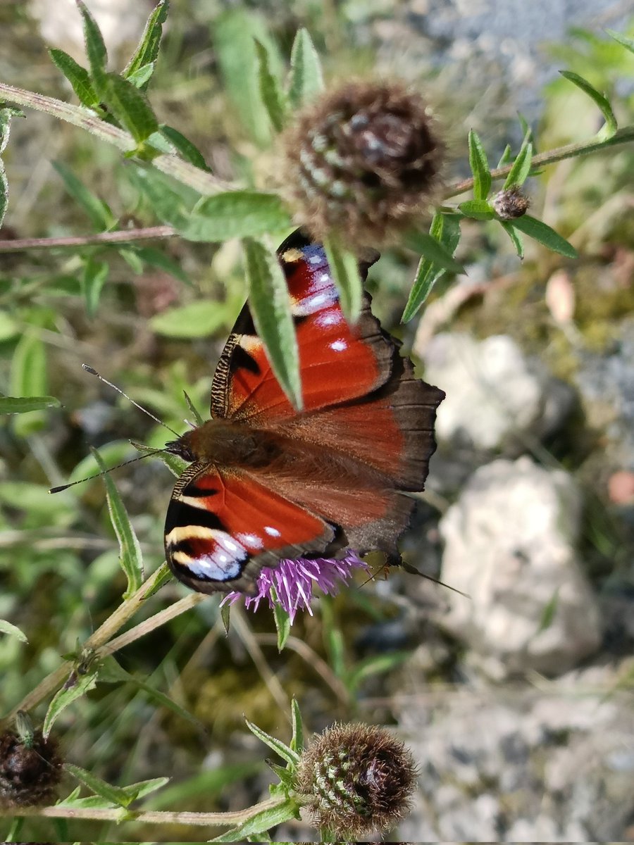 DenbyFG's tweet photo. Peacocks on the Salterwood transect today #Denby @savebutterflies https://t.co/DXB92CFgho