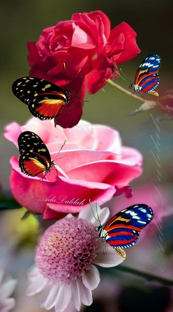 🦋🦋Pollination by colorful flowers and colorful butterflies🦋🦋 #butterflies #bees #insects #nature #wildlifewednesday #GardeningTwitter
#butterfly #WildlifeGarden