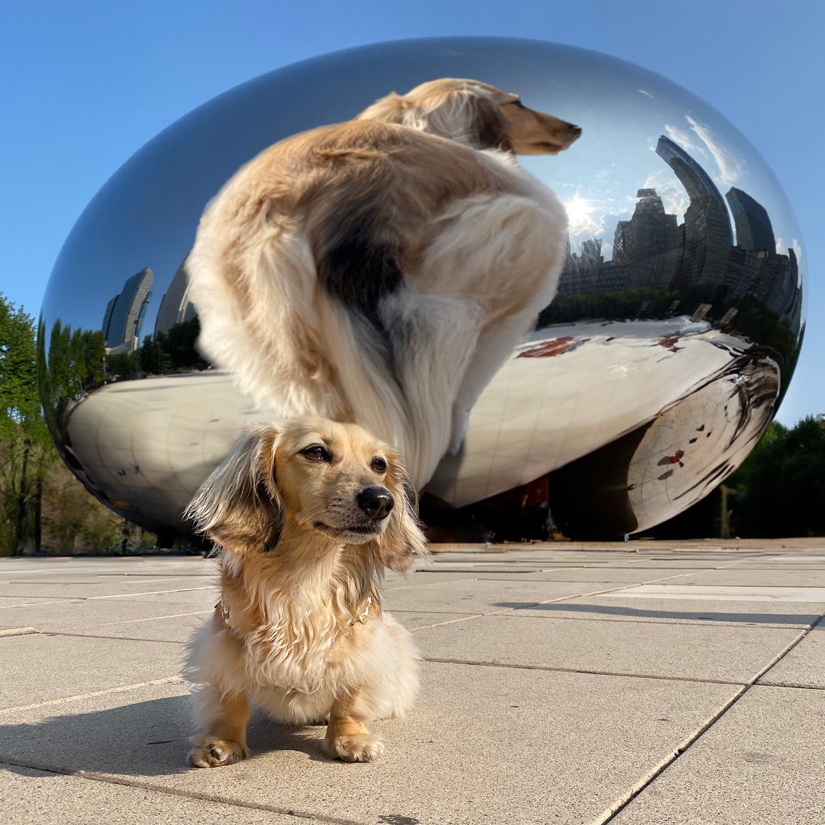 Celeb_Dachshund's tweet image. Daphne wants to know if you think the Chicago Bean makes her butt look big?