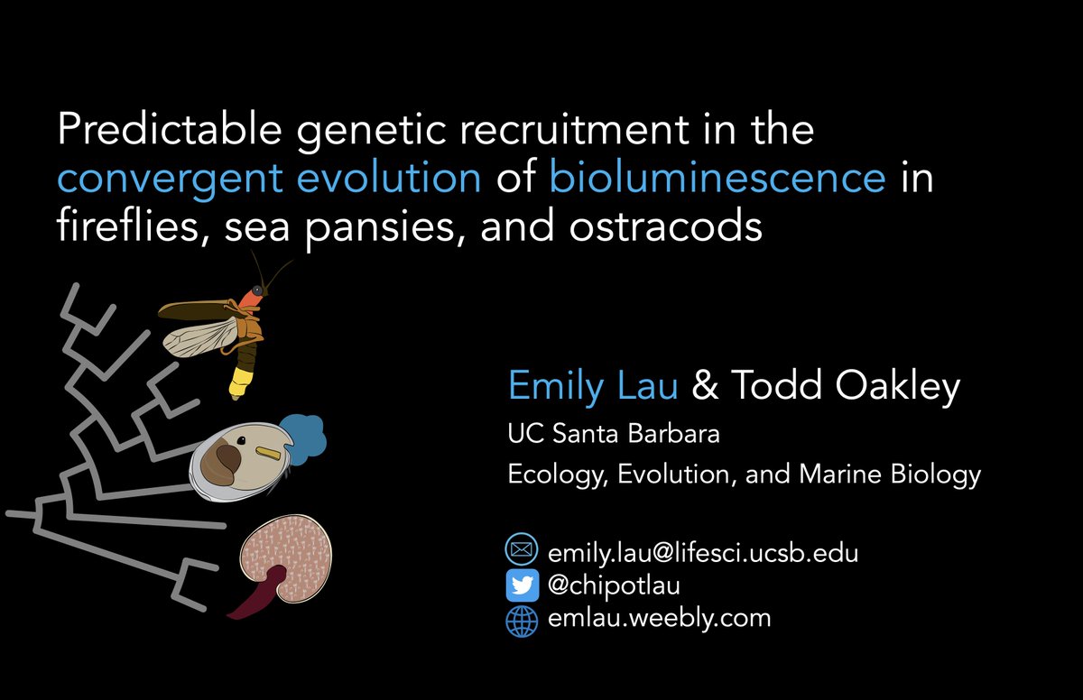 #SMBE2023 If you're interested in evolutionary convergence and/or bioluminescence, I'll be giving a talk tomorrow at 10 AM in AD1, as part of the 'Evolution on repeat in the genomics era' session!