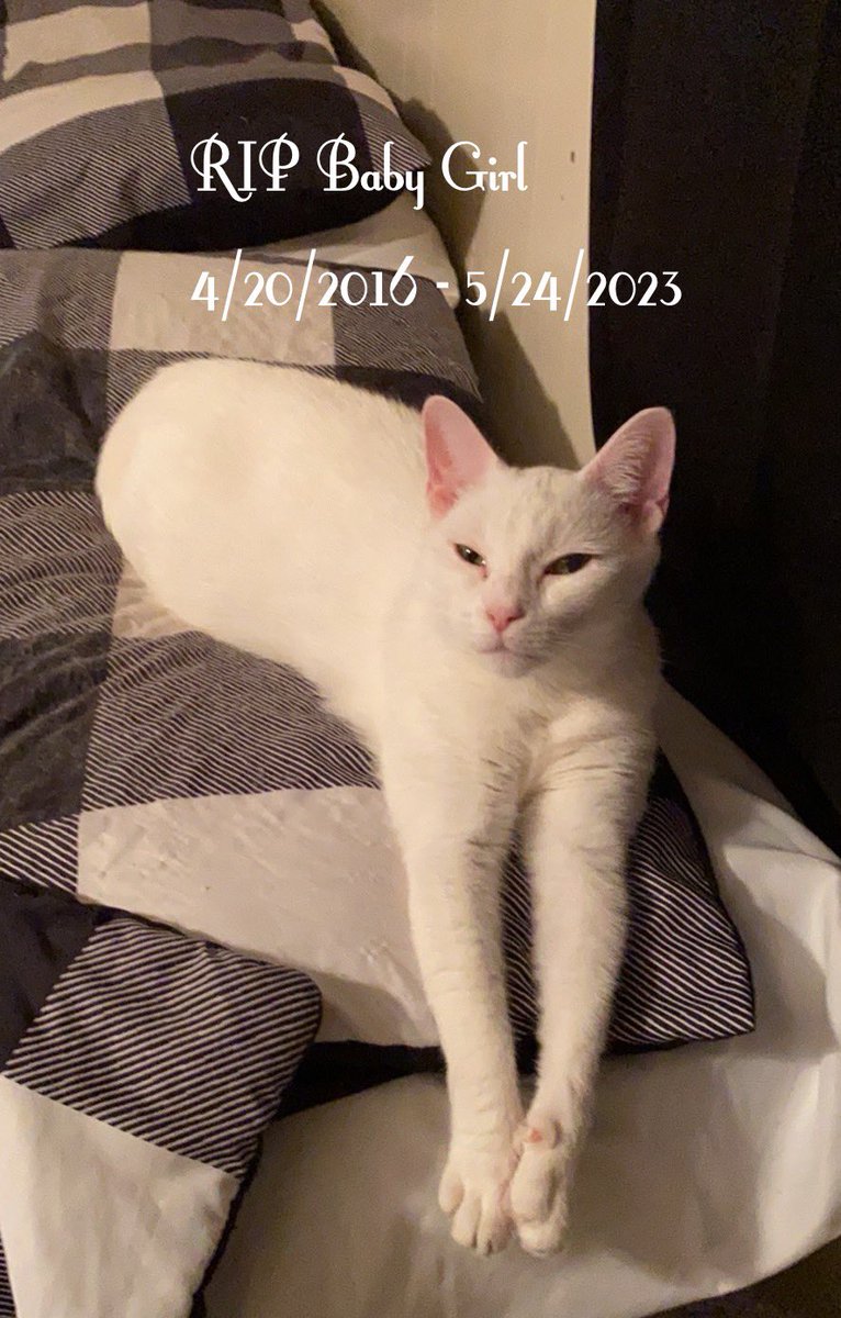 Blanca and Drusilla tweet media