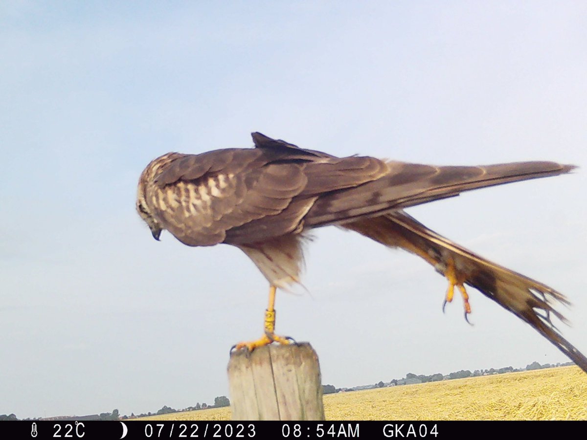 Deze kerkuil kwam even koekeloeren bij een wildcamera die we bij nesten van grauwe kiekendief plaatsen om kleurringen af te lezen. Cameravallen zijn een succesvolle techniek om de populatiedynamiek te doorgronden. Mogelijk gemaakt dankzij een bijdrage van <a href="/BWfonds/">BWFonds</a>