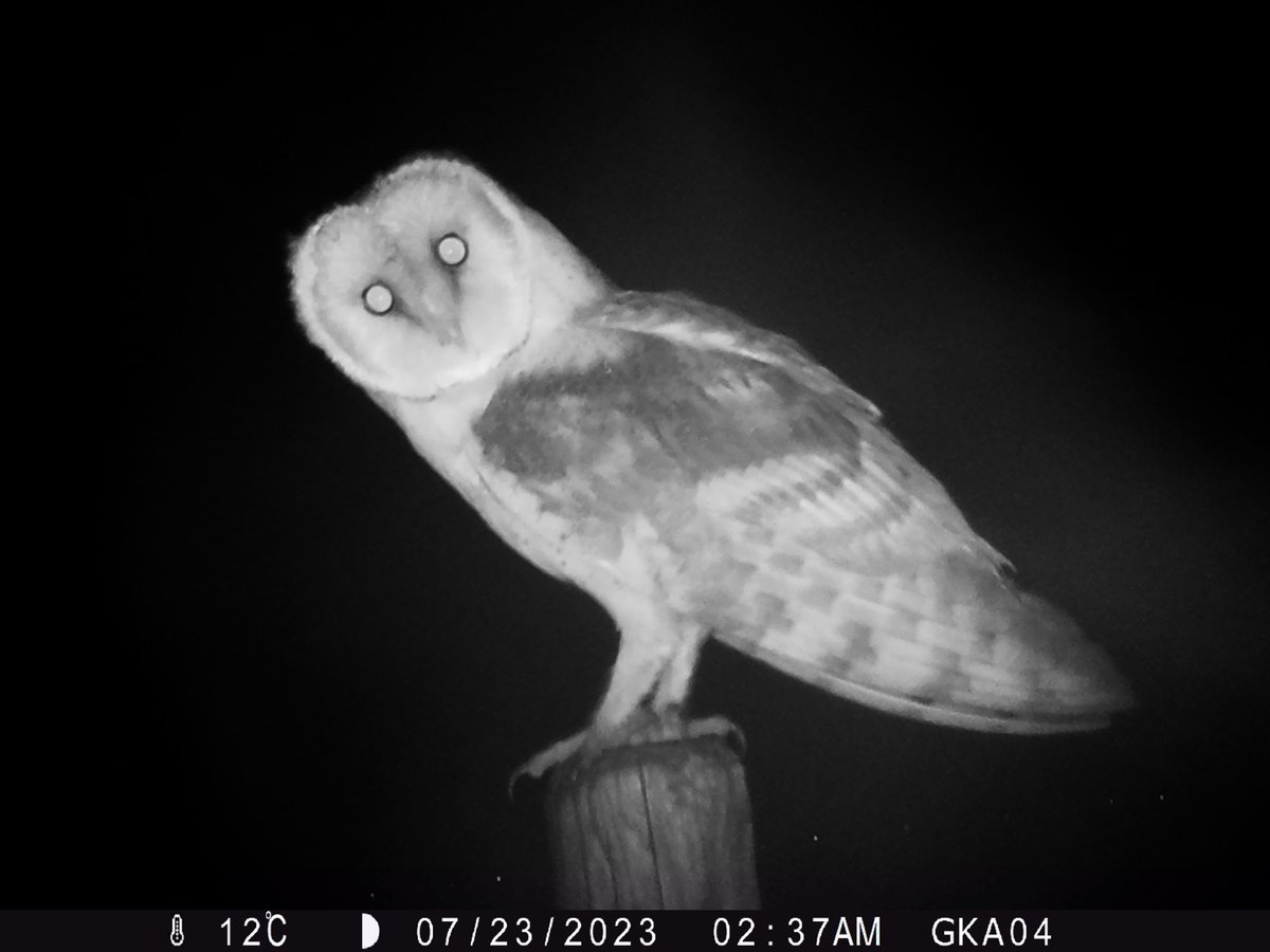 grauwekiek's tweet photo. Deze kerkuil kwam even koekeloeren bij een wildcamera die we bij nesten van grauwe kiekendief plaatsen om kleurringen af te lezen. Cameravallen zijn een succesvolle techniek om de populatiedynamiek te doorgronden. Mogelijk gemaakt dankzij een bijdrage van @BWfonds https://t.co/7Edi5wKbI8