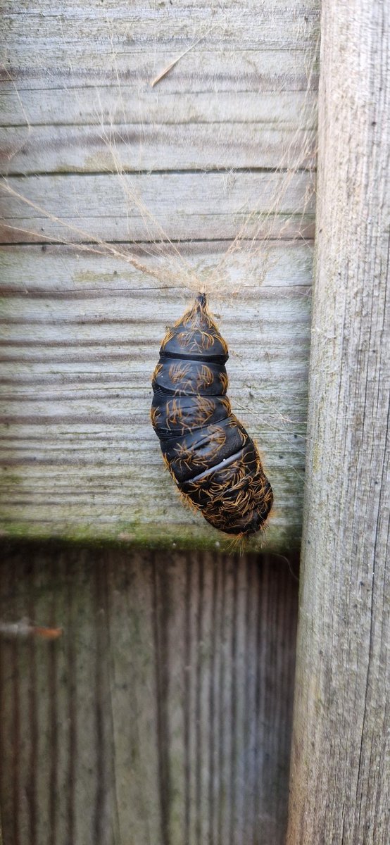 paalders's tweet photo. @vlinderNL ik heb deze gevonden in de achtertuin, weten jullie waar die van is? https://t.co/S4OI9zTIZE