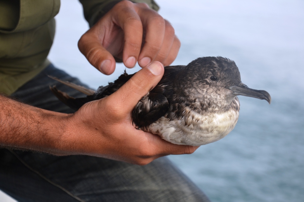 Todos os anos se perde 7% da população de pardela-balear devido à enorme quantidade de ameaças à sua sobrevivência, o que poderá fazer com que seja extinta em sensivelmente 80 anos. 📉  

➡️ shre.ink/9XnY

➡️ shre.ink/HpqZ

Fotos: Nuno Barros

#LIFEPanPuffinus