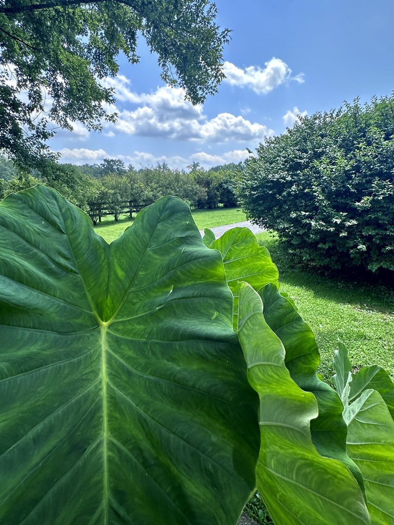 Mr_FrazierKY's tweet photo. Finally, I found ears bigger than mine. Stay hydrated, use moisturizer, and touch grass…or ears🌿 🌸🌾
A preview to #ForgeMill in Clay City, my office view on a gorgeous #Kentucky summer day. ☀️🕶️🌻😎
@ACC_National @Kentuckyweather @cjwxguy56 @StudentRightsKY https://t.co/wIUUU1Wv1g