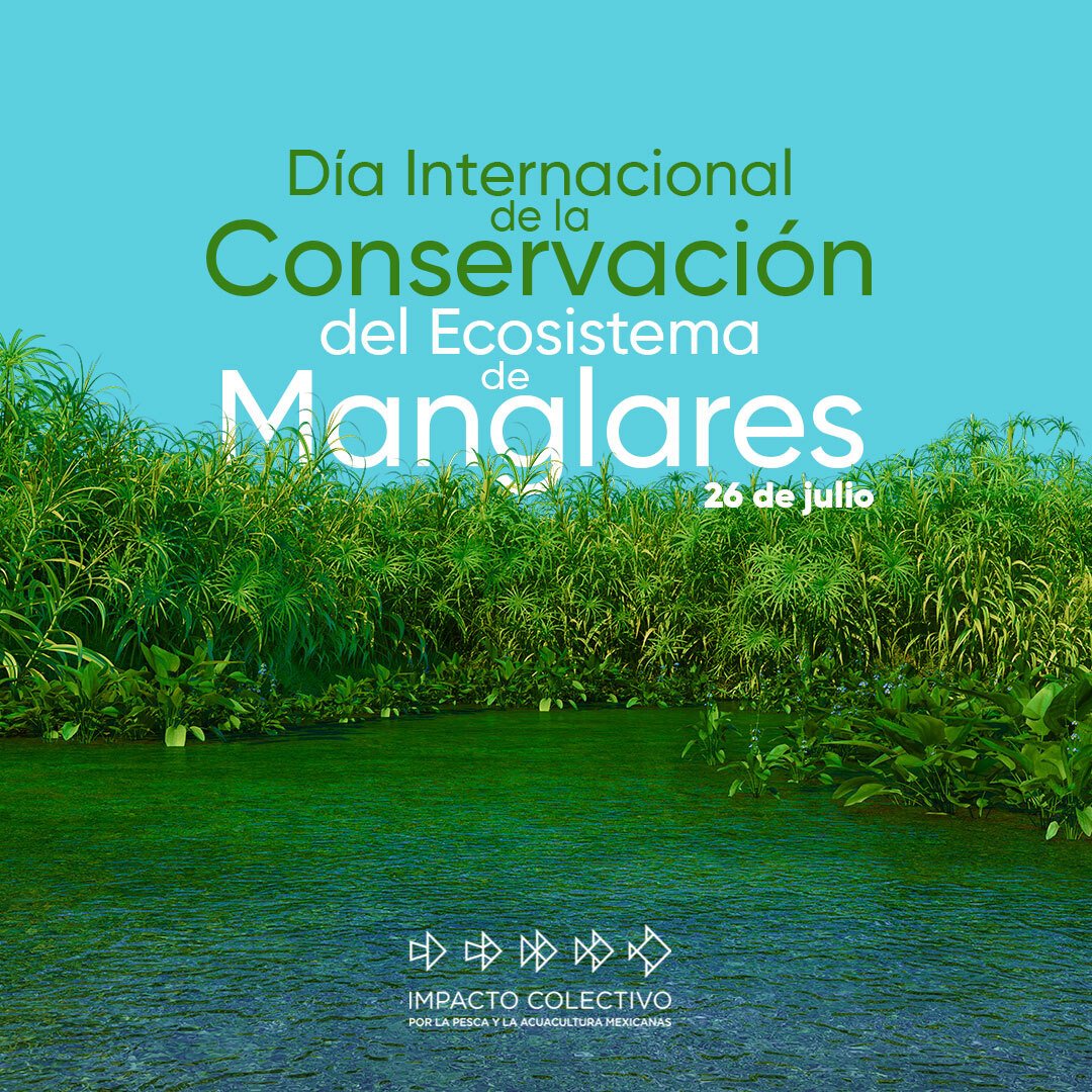 Según la <a href="/FAO/">Food and Agriculture Organization</a>, el 50% de este ecosistema ha desaparecido en los últimos 40 años, poniendo en riesgo la seguridad alimentaria de las comunidades. Los manglares son una barrera natural ante tsunamis y huracanes; su desaparición está en riesgo, ante los efectos del cambio climático.