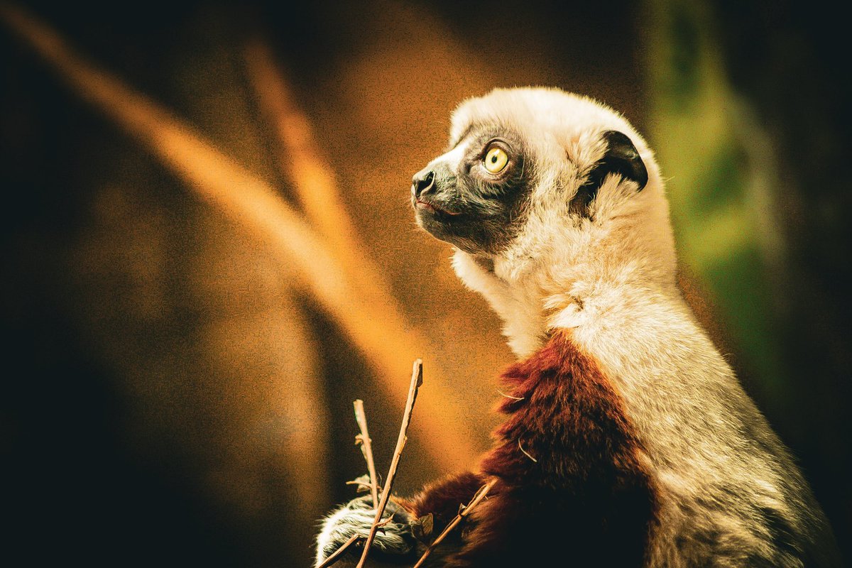 denbergstuff's tweet image. Aight…But who remembers Zoboomafoo