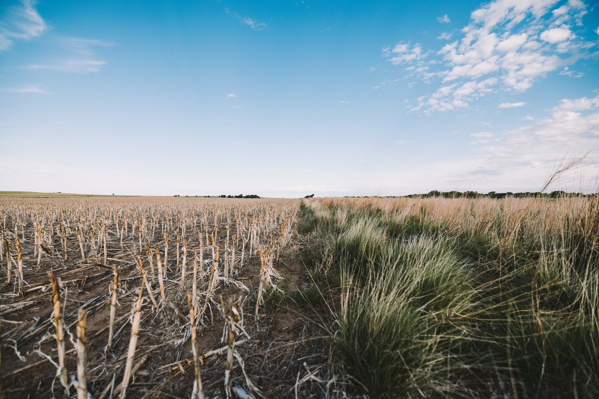 At the intersection of pollinator strips and sorghum fields in western Kansas, Younker Farms, a 6th generation family farming operation south of Hays, is delivering quality outcomes for wildlife and soil health with the help of Pheasants Forever, Quail Forever, and the
