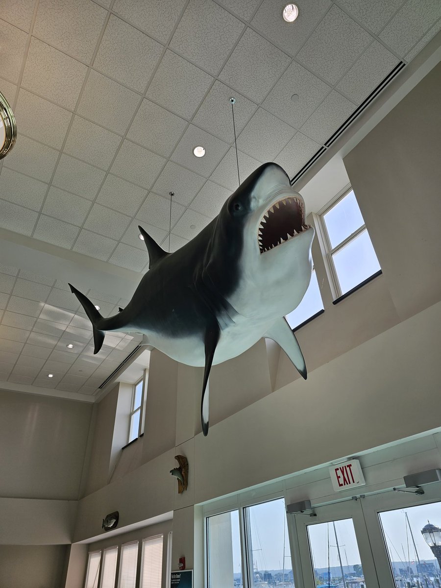 Ret Talbot (@rettalbot) on Twitter photo This is a mount of the first white shark <a href="/GregSkomal/">Greg Skomal</a> saw in the flesh. It was 1983 in Mystic, CT, and last night, Greg and I presented our book CHASING SHADOWS (<a href="/WmMorrowBooks/">William Morrow</a>) to a full house at an event hosted by <a href="/mysticaquarium/">Mystic Aquarium</a> and <a href="/livingsharks/">Living Sharks Museum</a>. Full circle moment! This is a mount of the first white shark <a href="/GregSkomal/">Greg Skomal</a> saw in the flesh. It was 1983 in Mystic, CT, and last night, Greg and I presented our book CHASING SHADOWS (<a href="/WmMorrowBooks/">William Morrow</a>) to a full house at an event hosted by <a href="/mysticaquarium/">Mystic Aquarium</a> and <a href="/livingsharks/">Living Sharks Museum</a>. Full circle moment!