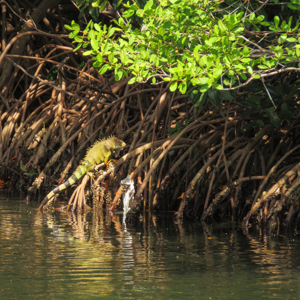 estortiz's tweet photo. #DíaInternacionaldelManglar  felicitaciones a uno de los bosques húmedos más interesantes, biodiversos y excepcionales para la vida. Creo que la vida inició en un manglar.  #MangroveDay https://t.co/EbBvSDgTGW