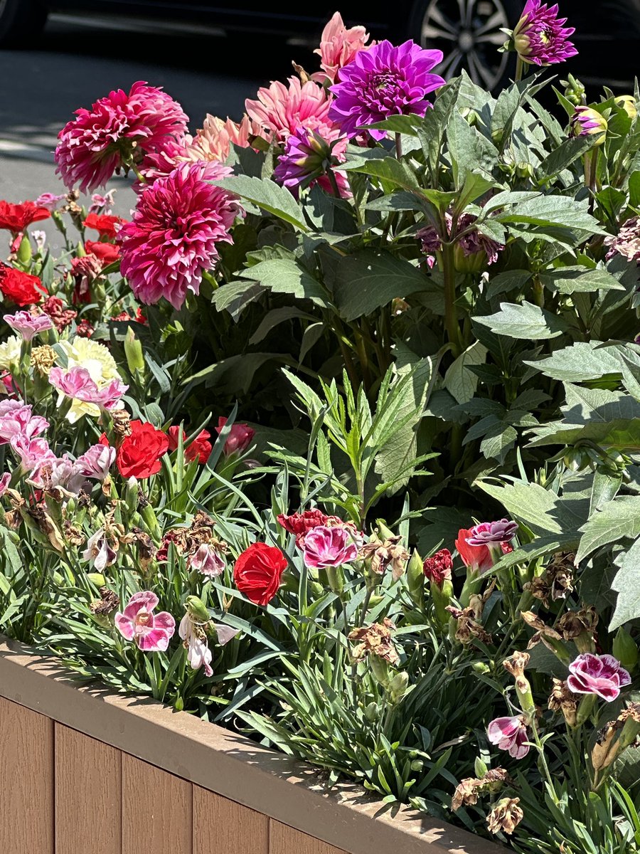 wl3380835206's tweet photo. Flowers can heal everything.
Treat everything around you with joy and optimism.

let nature take its course https://t.co/bwBilcC74Y