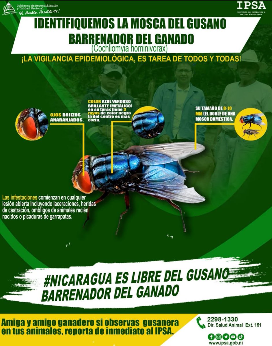 💥¡La Vigilancia Epidemiológica es Tarea de Todos!

👉IDENTIFIQUEMOS LA MOSCA DEL GUSANO BARRENADOR DEL GANADO (Cochiomyia hominibirax)

🔥Nicaragua es libre de este gusano

#UnidosEnVictorias

<a href="/HoChiMinhF/">FSLN Distrito3-Matagalpa🇳🇮</a>
<a href="/MonchoRaudales/">Ramon Raudales ♈ 🇳🇮</a>
<a href="/NicaSoberana/">Tania la nica soberana</a>

Acá👇 características para identificarlo