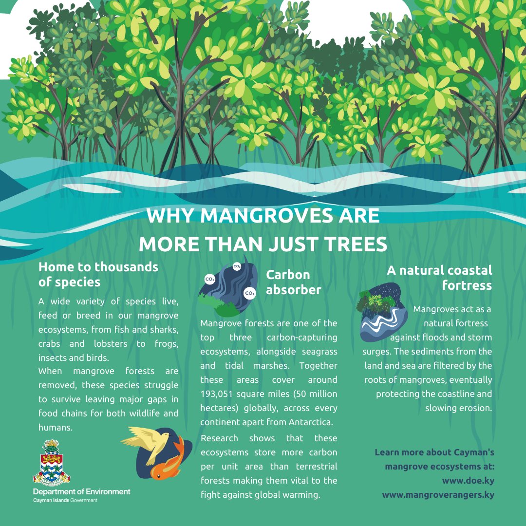 Mangroves are more than just trees! Mangroves are vital members of our delicate island ecosystem, providing several crucial services to both wildlife and humans. #MangroveDay #ProtectOurMangroves #CaymanConservation