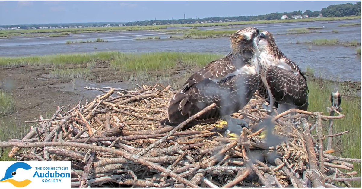 The Milford Point Ospreys will be fledging any time now but you can still see them on camera as they stretch their wings. ctaudubon.org/2023/07/combin…