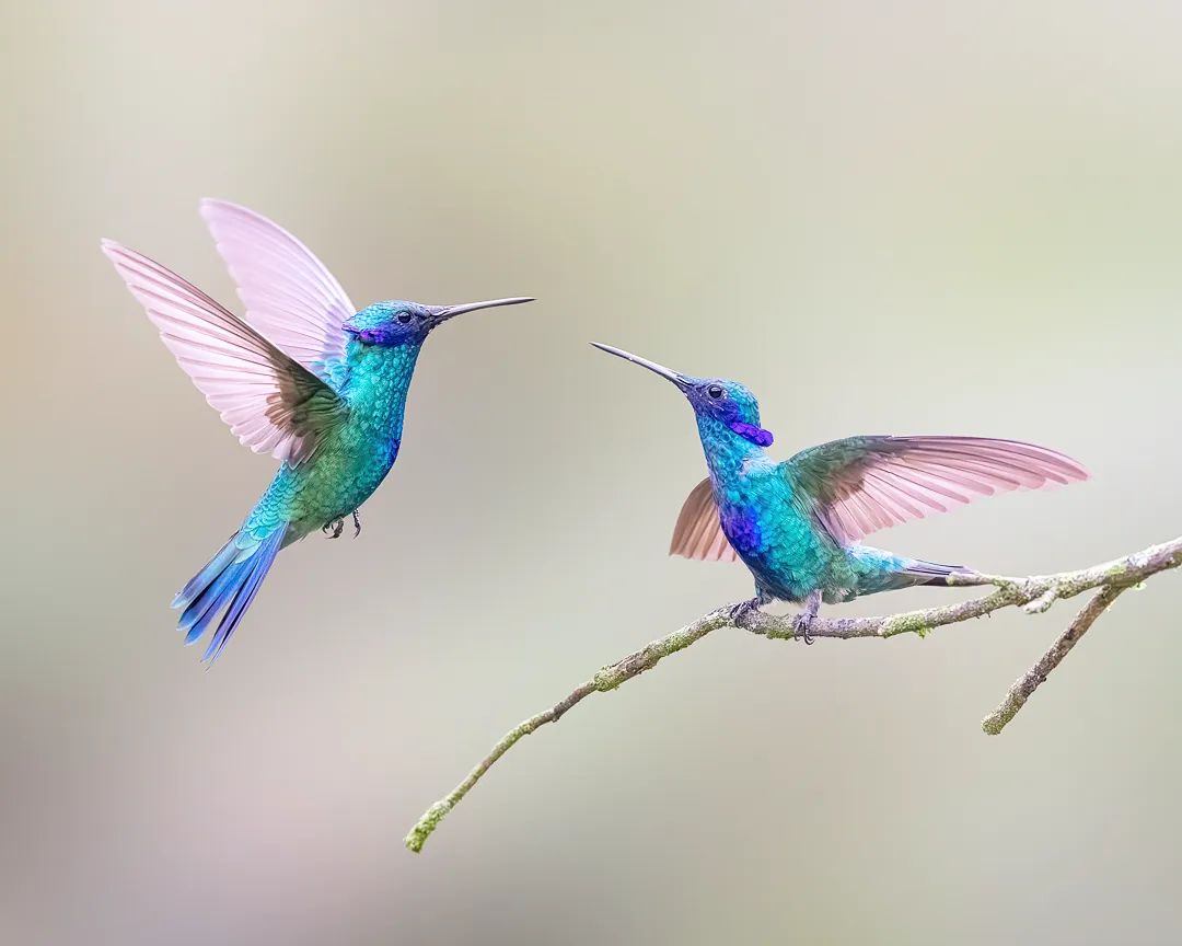 Hummingbird love ❤️