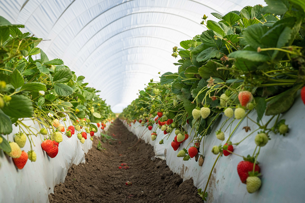 The <a href="/ucdavis/">UC Davis</a> has released five new strawberry varieties that are resistant to the soilborne disease Fusarium wilt, have high yields and improved fruit quality. The breeding research was supported from NIFA's Specialty Crop Research Initiative grant. ▶️ nifa.usda.gov/about-nifa/imp…