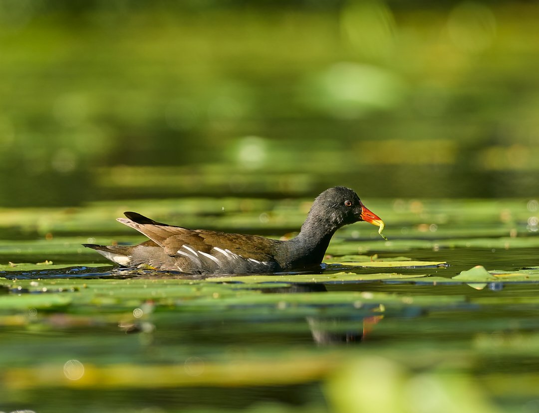 Parenting. It's non-stop! Busy moorhen family with some very fresh babies this am.
#omsystem #om1 #mzuiko300mmf4 #breakfreewitholympus  #photography #wildlifephotographer #birdphotography #sandisc #devon #devonphotographer #moorhen #jurrasiccoast #exeter #exmouth #eastdevon