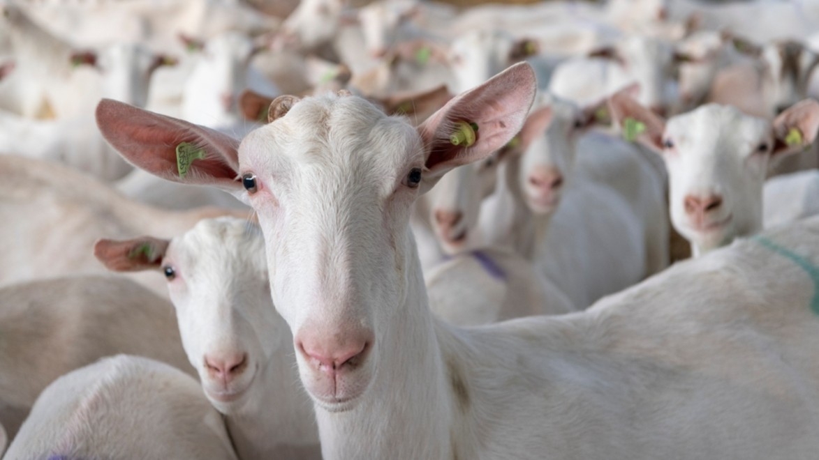 🐐 Ontdek of je je voerkosten kunt verlagen met Maxammon grain gerst, een zeer smakelijk en voordelig product op basis van geplette gerst. Met de quickscan op onze webshop ontdek je in 3 stappen of het ook in het rantsoen van jouw geiten past. 👉 bit.ly/3KdavNe