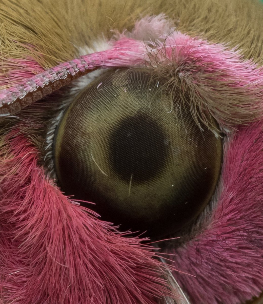 Elephant hawk-moth eye close up! @savebutterflies #mothsmatter #moths #BigButterflyCount #springwatch